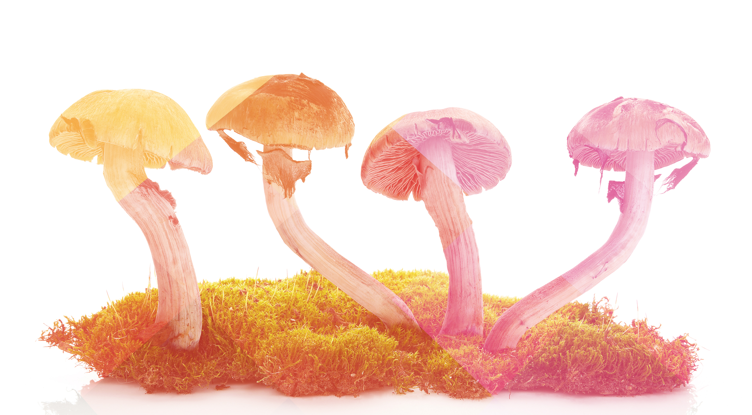 buying magic mushrooms. psilocybin mushrooms for sale. buy shrooms online in canada.