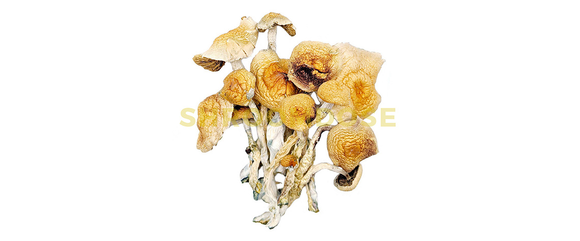 African Transkei magic mushrooms online. how much do shrooms cost in canada?