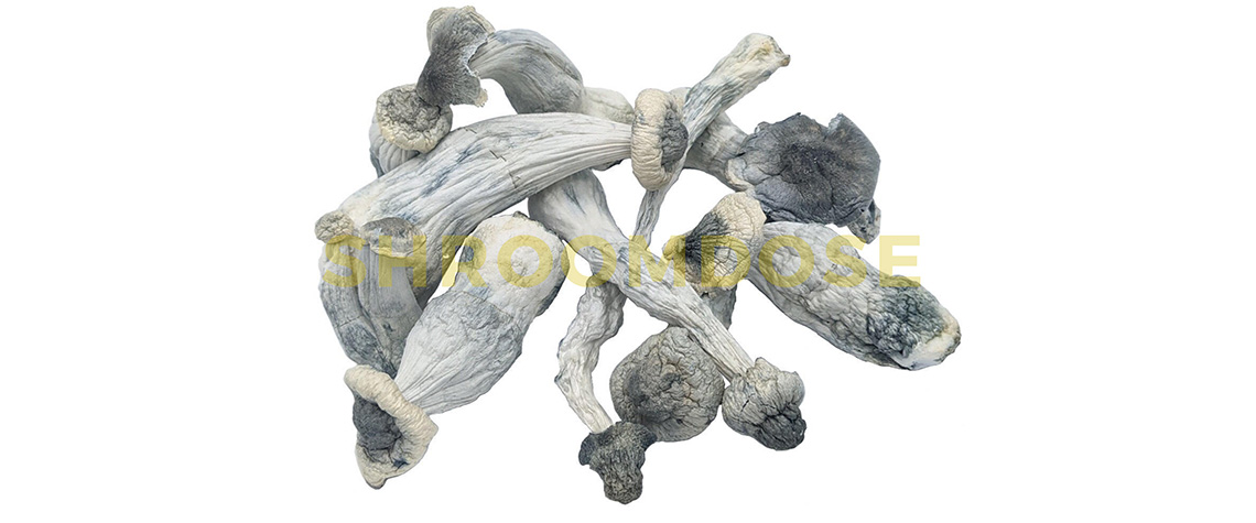 albino penis envy magic mushrooms for sale online canada