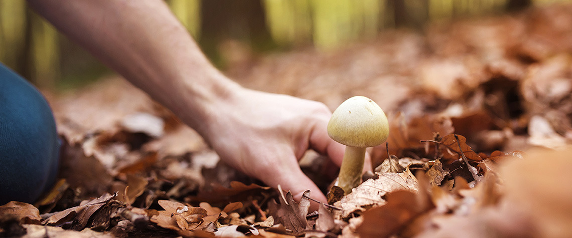 Young man picking mushrooms in autumn forest. How much does a gram of shrooms cost?