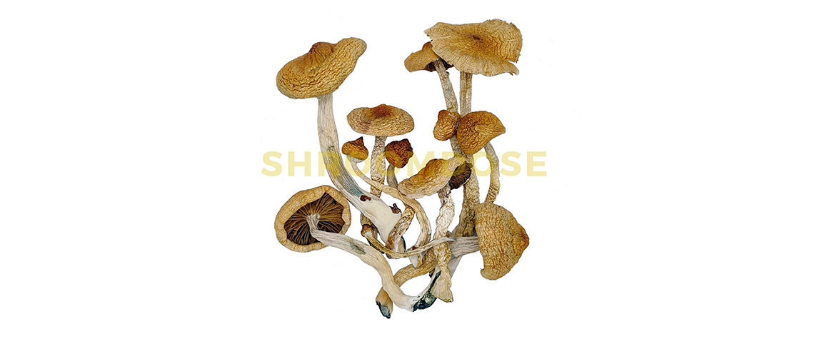 how much are golden teacher shrooms for sale