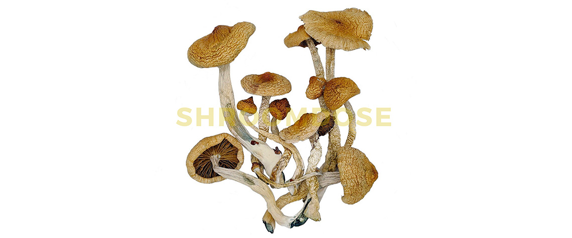 golden teachers magic mushrooms for sale online canada