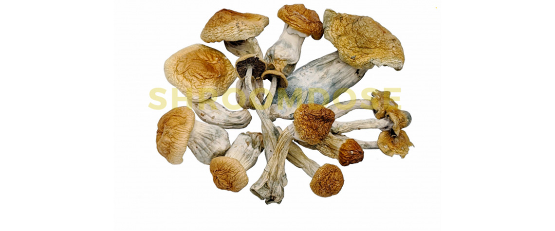 penis envy psilocybin magic mushrooms for sale online. How much does a gram of shrooms cost in Canada?