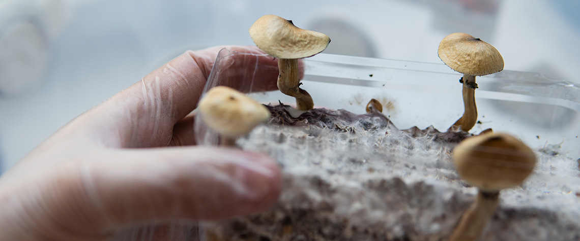 the effect of magic mushrooms on the human brain and mental health. how much do shrooms cost?