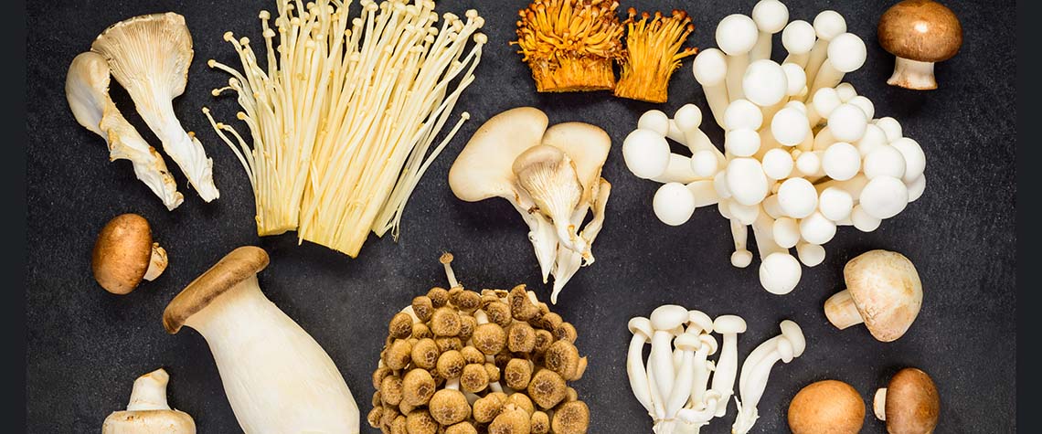 Different Types of Edible Magic Mushrooms in Canada.