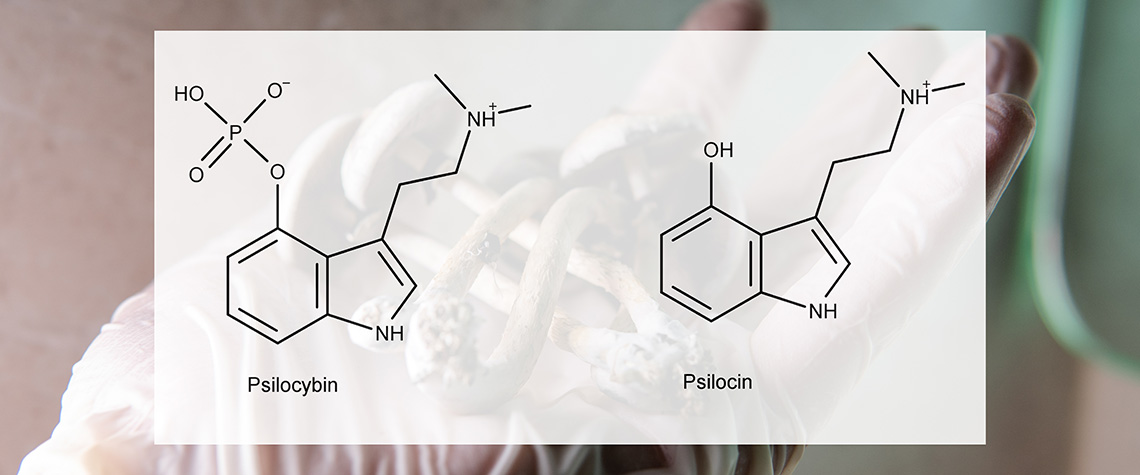 the medical effects of psilocybin and psilocin on the psychological and physical health of people. Legalization of the recreational use of psilocybin mushrooms