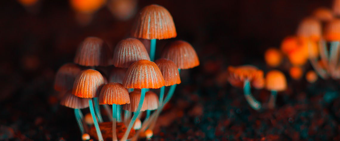 Small mushrooms toadstools. How long do the effects of psychedelic mushrooms last?