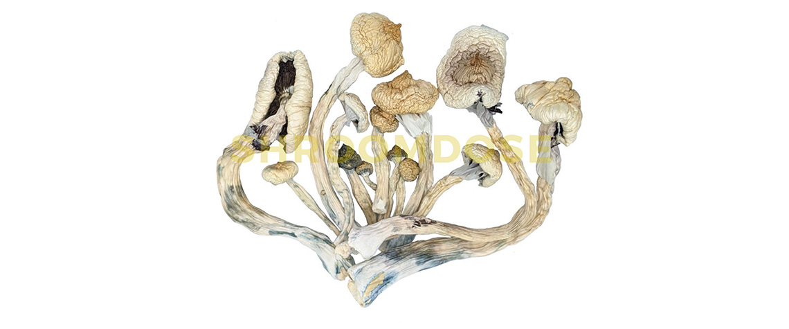 Great White Monster magic mushroom strains for sale. buy shrooms online. buying magic mushrooms online.