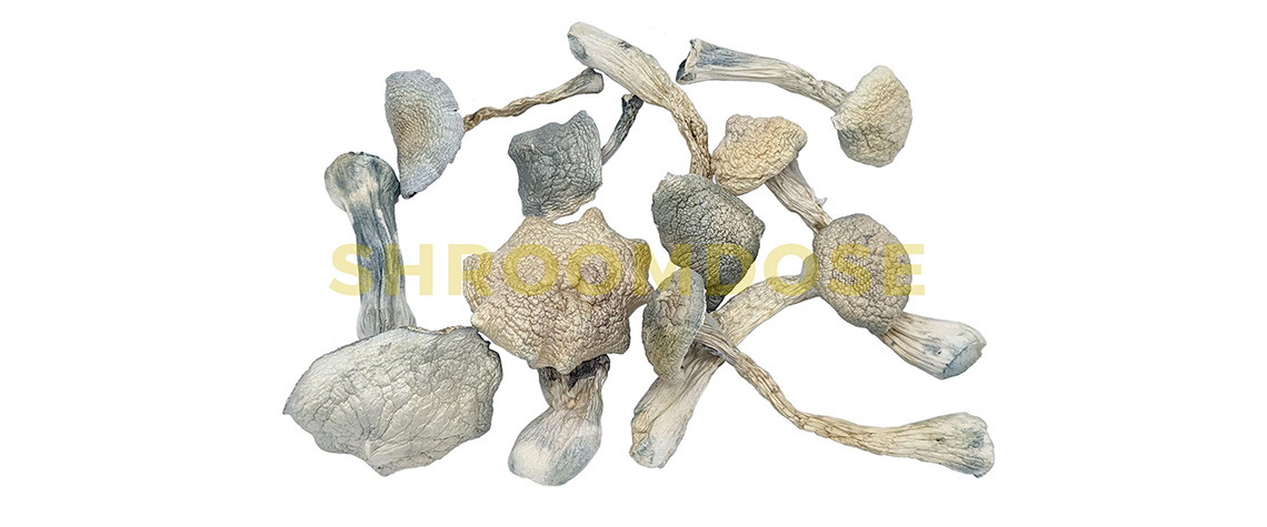 Leucistic Cambodians magic mushrooms for sale online in Canada. best shroom strains for visuals.