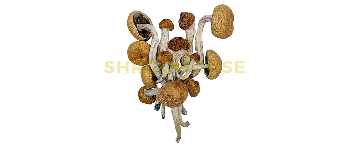 Amazonian Cubensis magic mushrooms for great visuals buy online