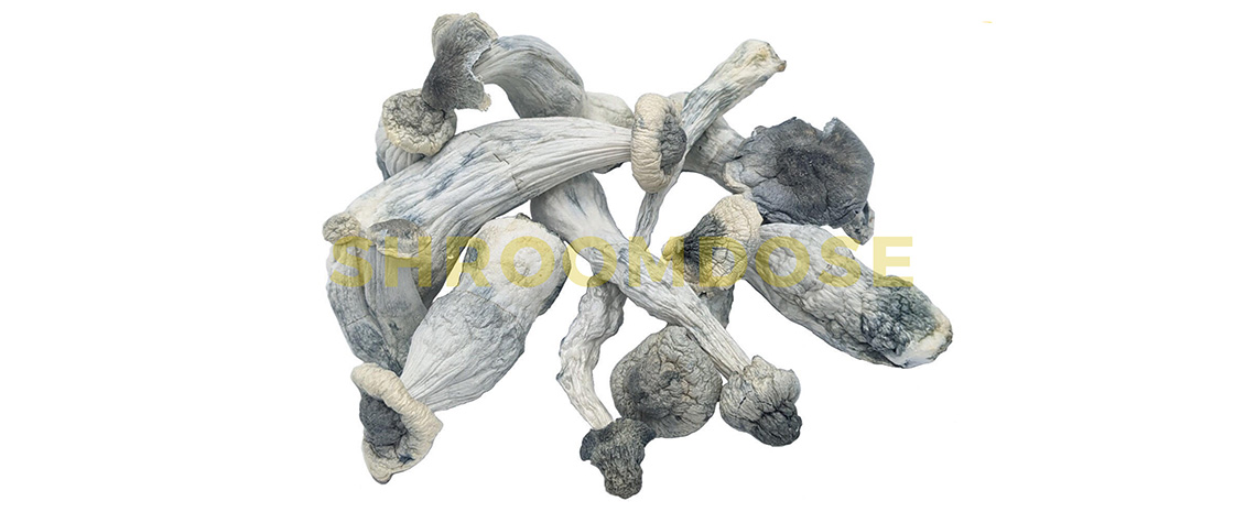 Albino Penis Envy shrooms for sale online canada. best visual shroom strain. Albino penis envy shrooms for sale online.