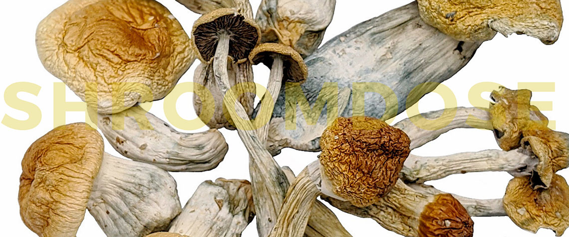 buy penis envy mushrooms online canada. buy the best penis envy mushrooms strength.