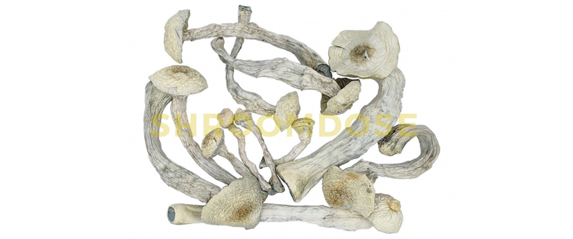 Averys Albino II shrooms for sale online in Canada. Best shroom tea recipe. 